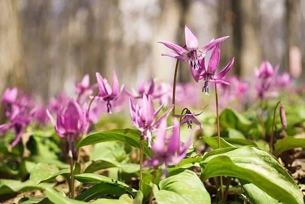 Corydalis Yanhusuo