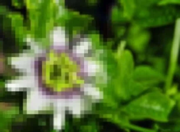 Passion Flower