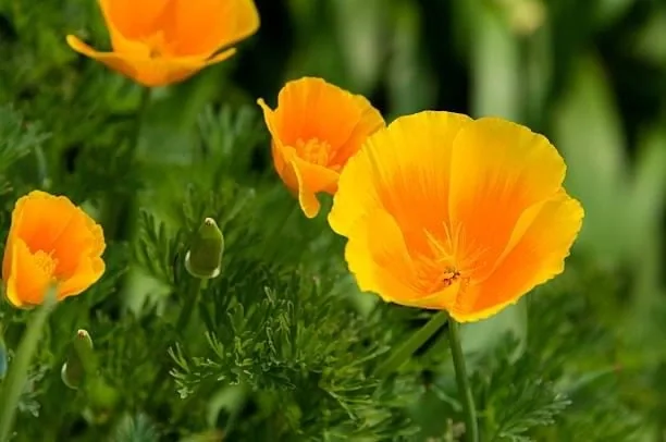 California Poppy