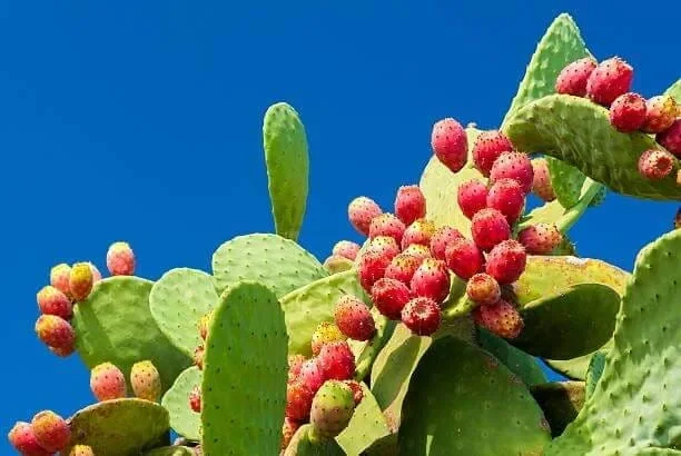 Prickly Pear Cactus